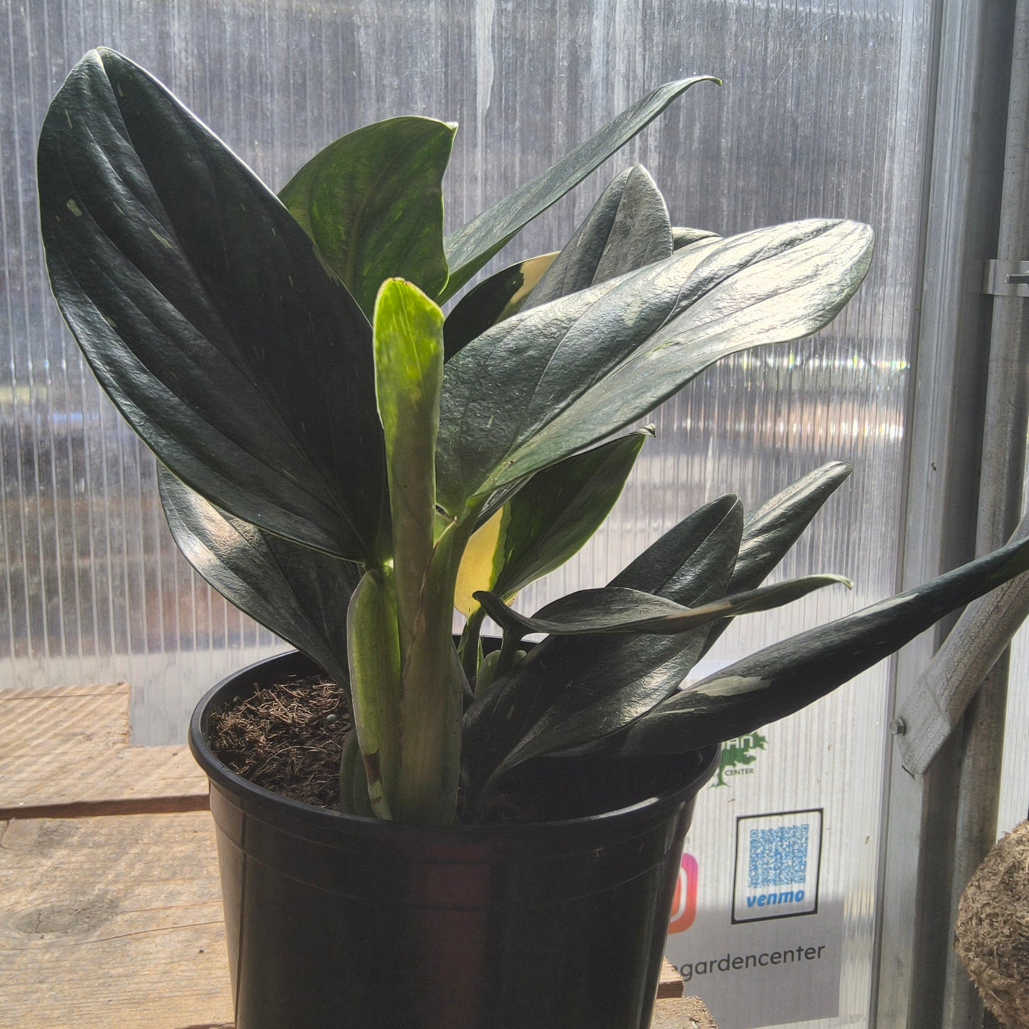 Monstera Cobra 6 in