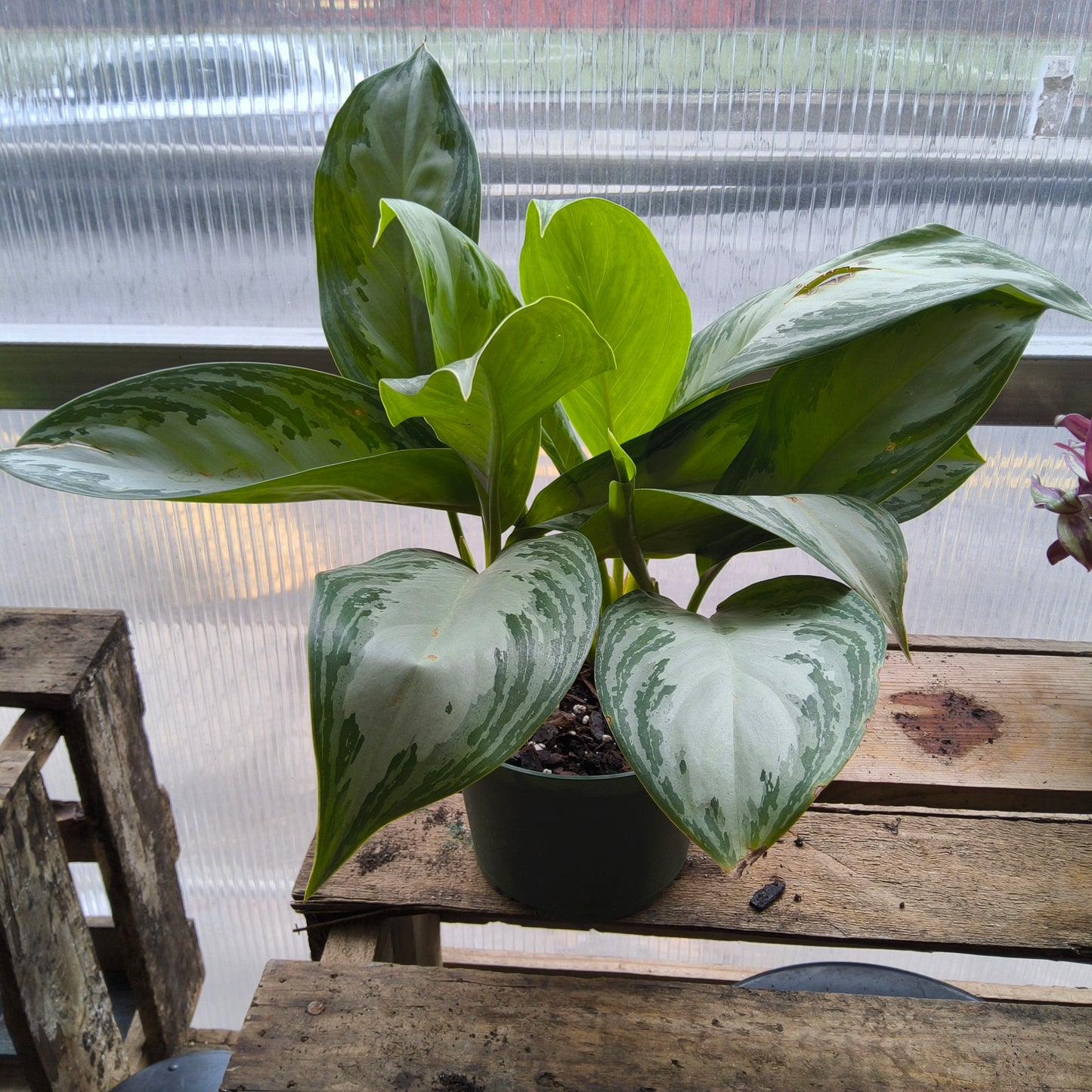 Aglaonema Assorted