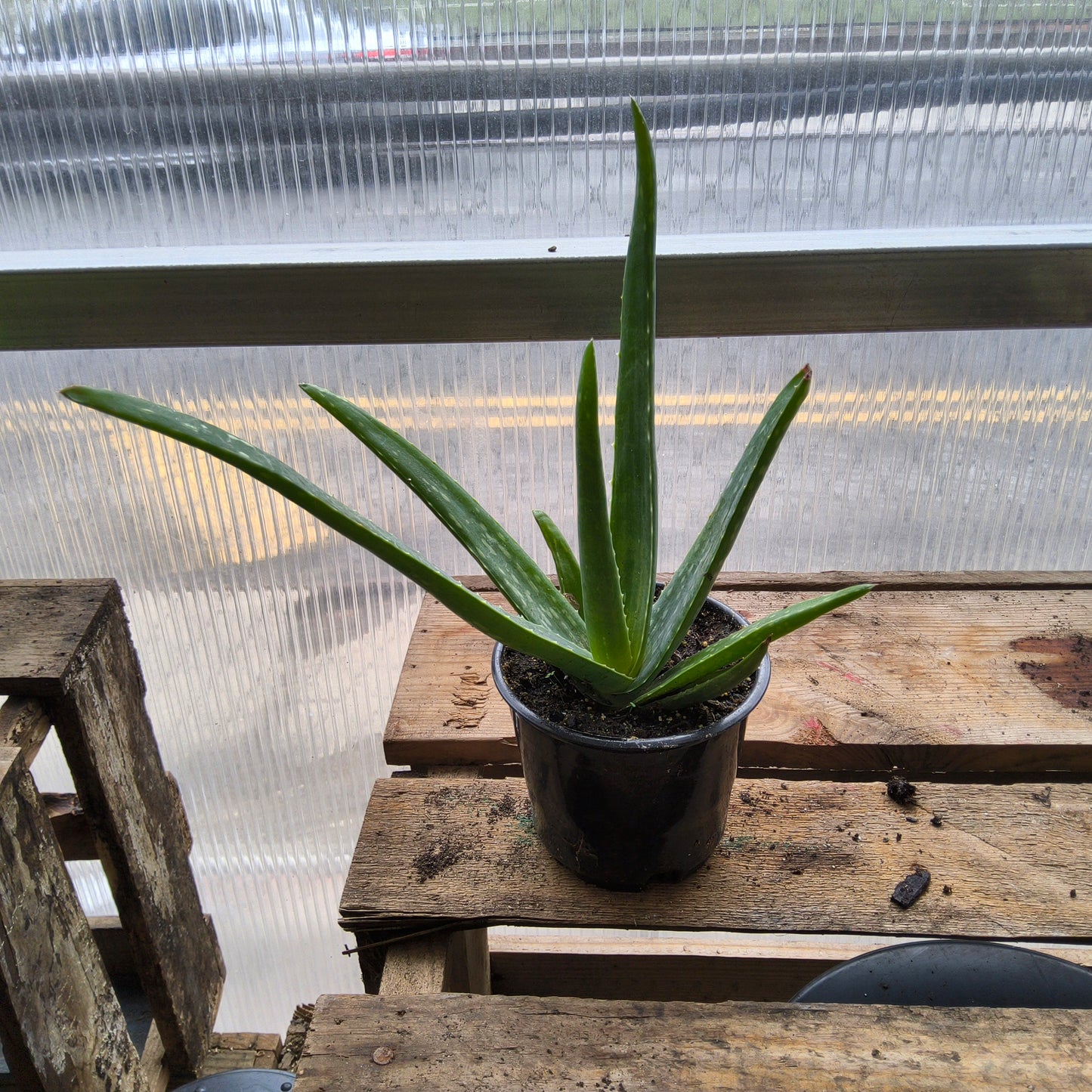Aloe Vera 4in