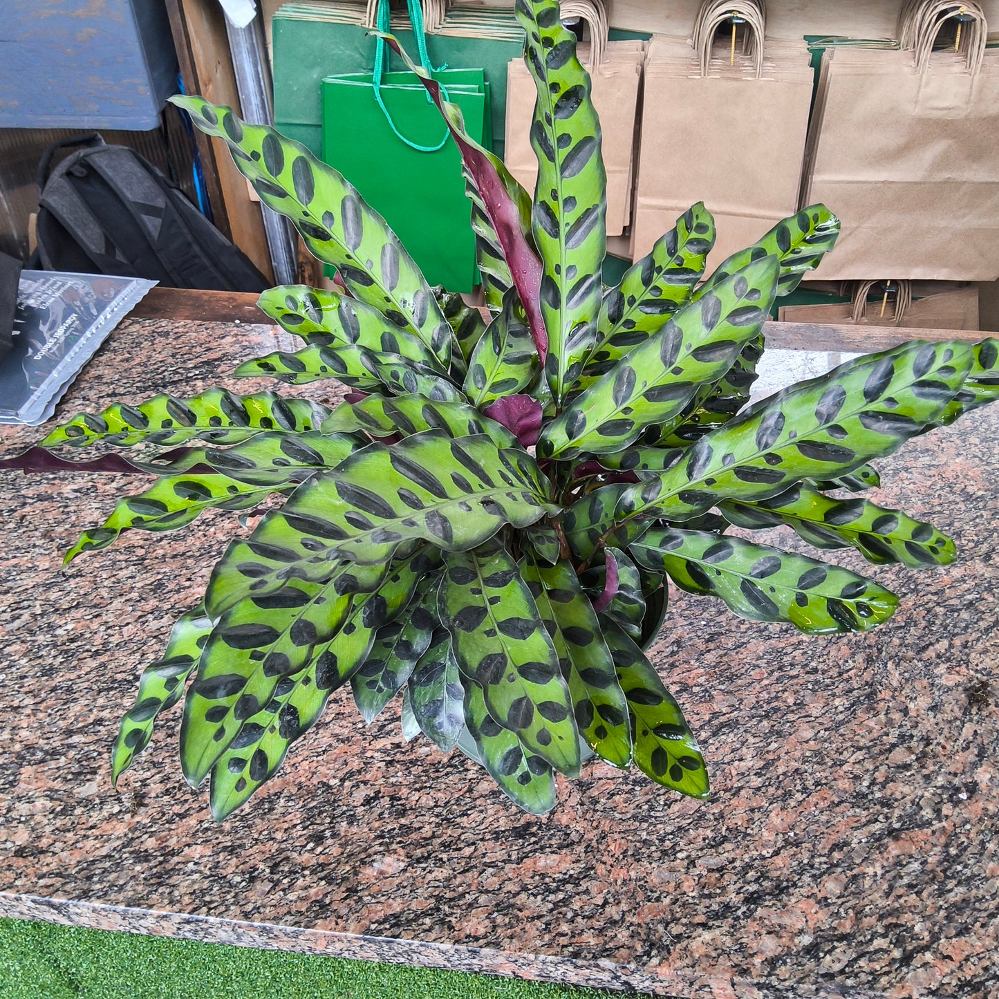 Calathea Rattlesnake