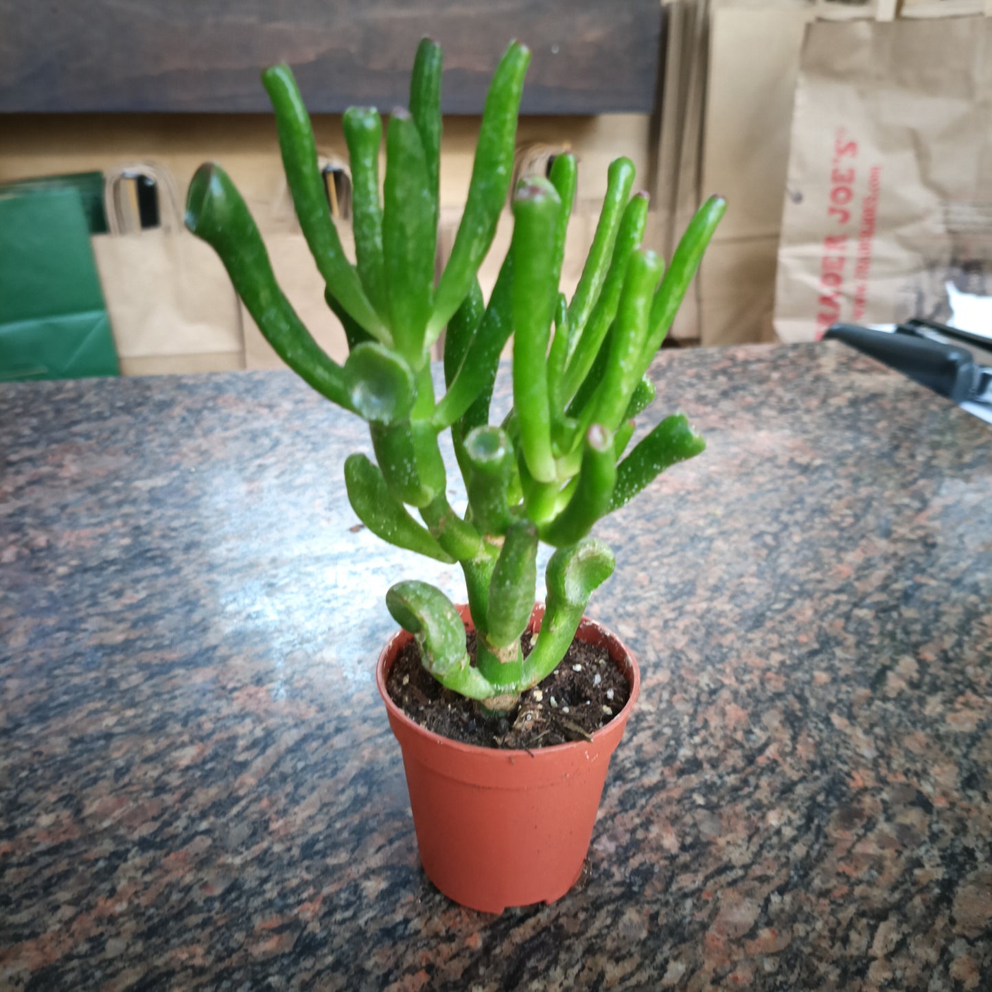 Ogre's Ear Jade Crassula ovata 2"