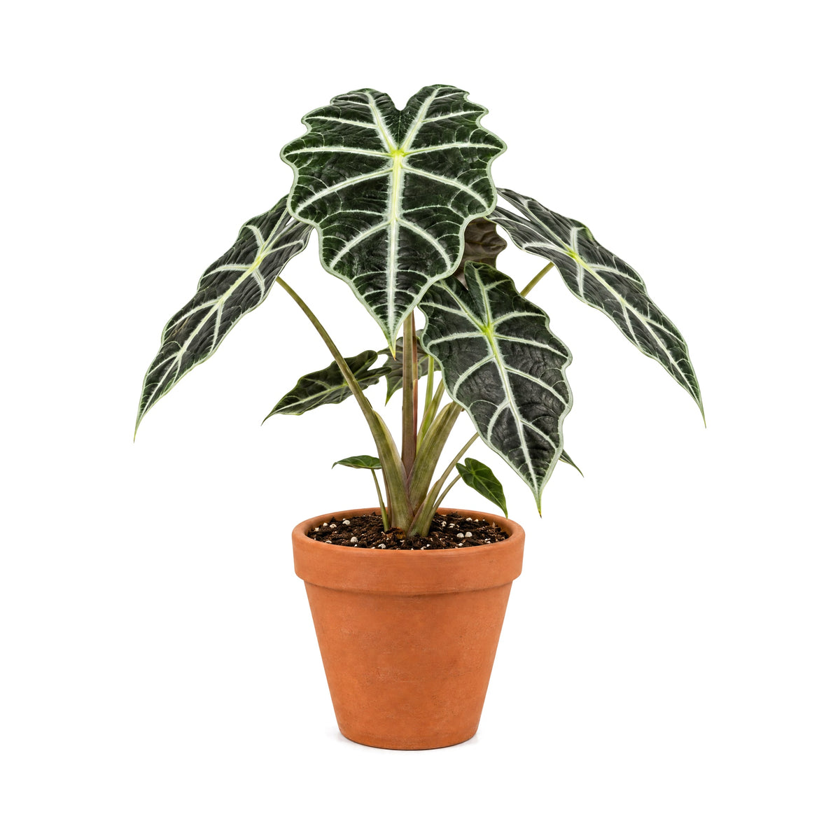 Alocasia Polly with arrowhead-shaped leaves in a terracotta pot