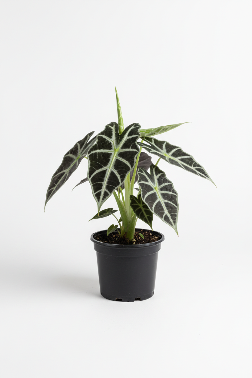 Alocasia Polly 4in