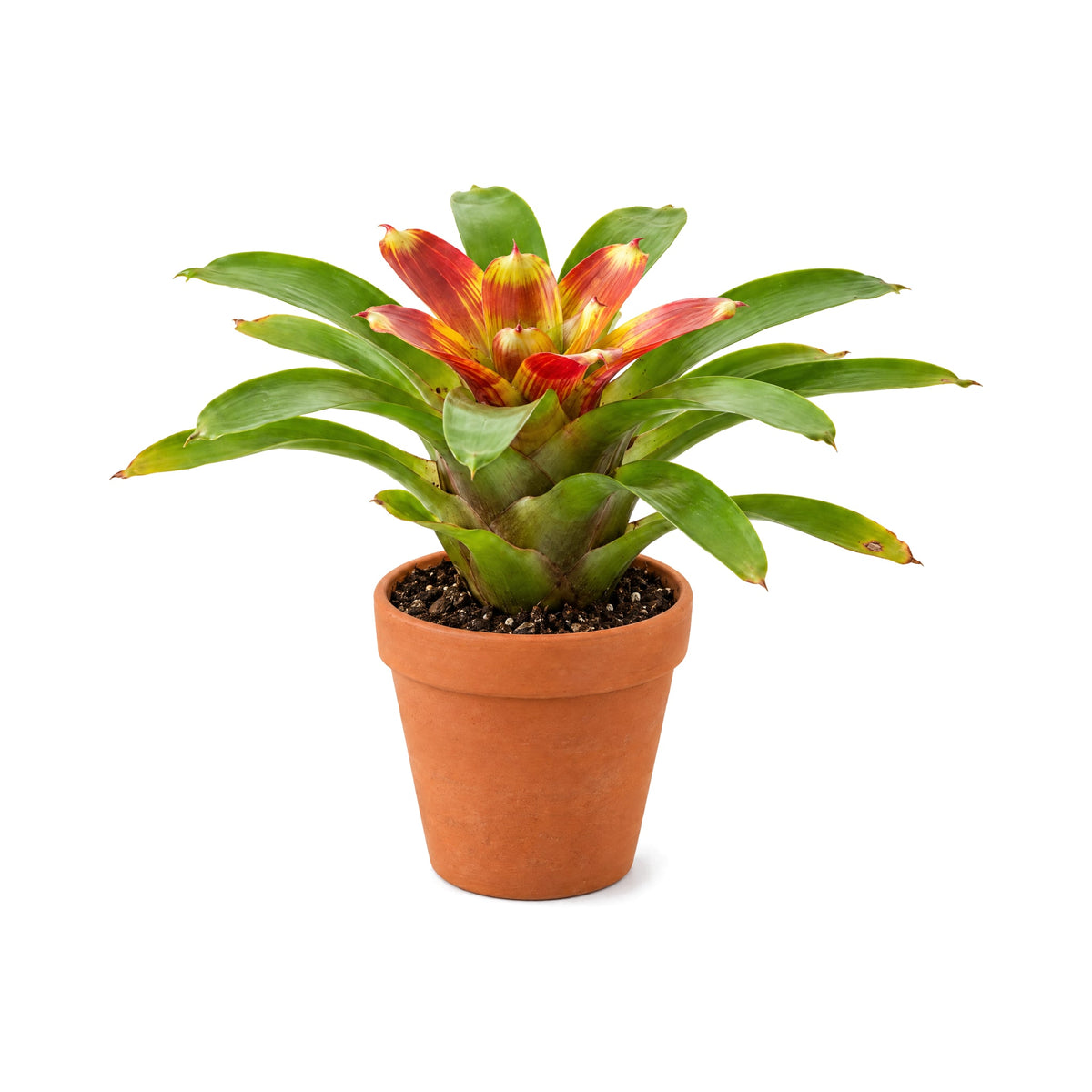 Bromeliad in a terracotta pot