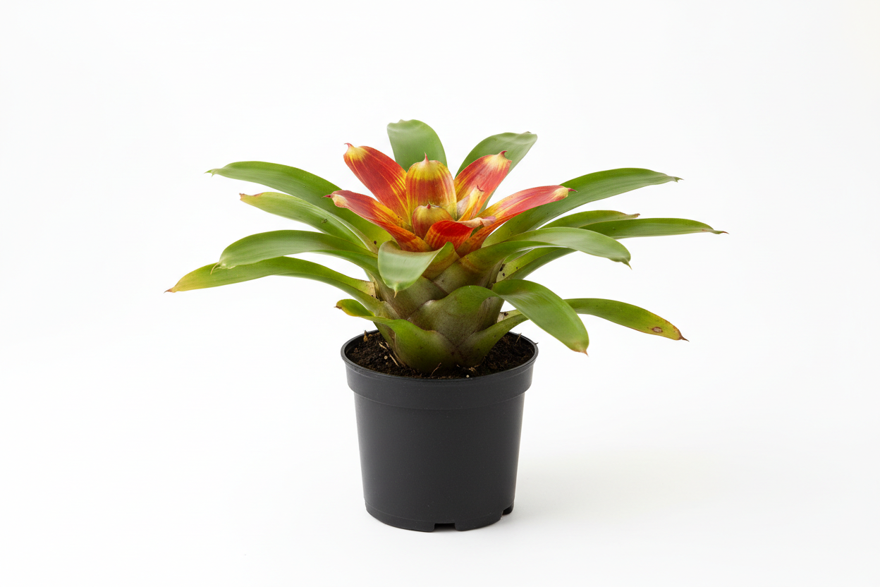 Bromeliad 4 in