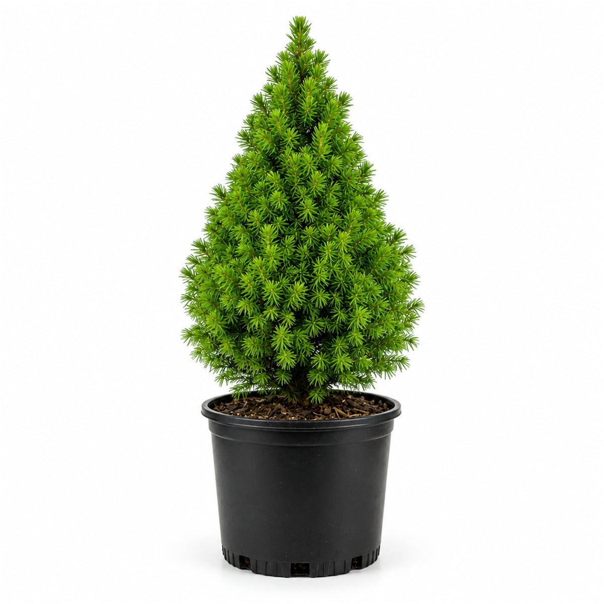 Dwarf Alberta spruce in a black grower's pot