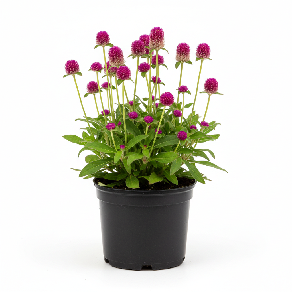 Gomphrena