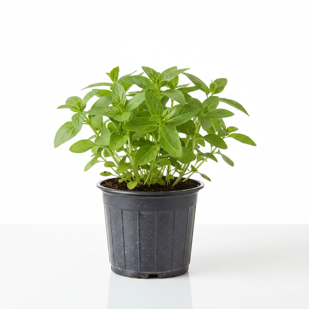 Lemon Balm