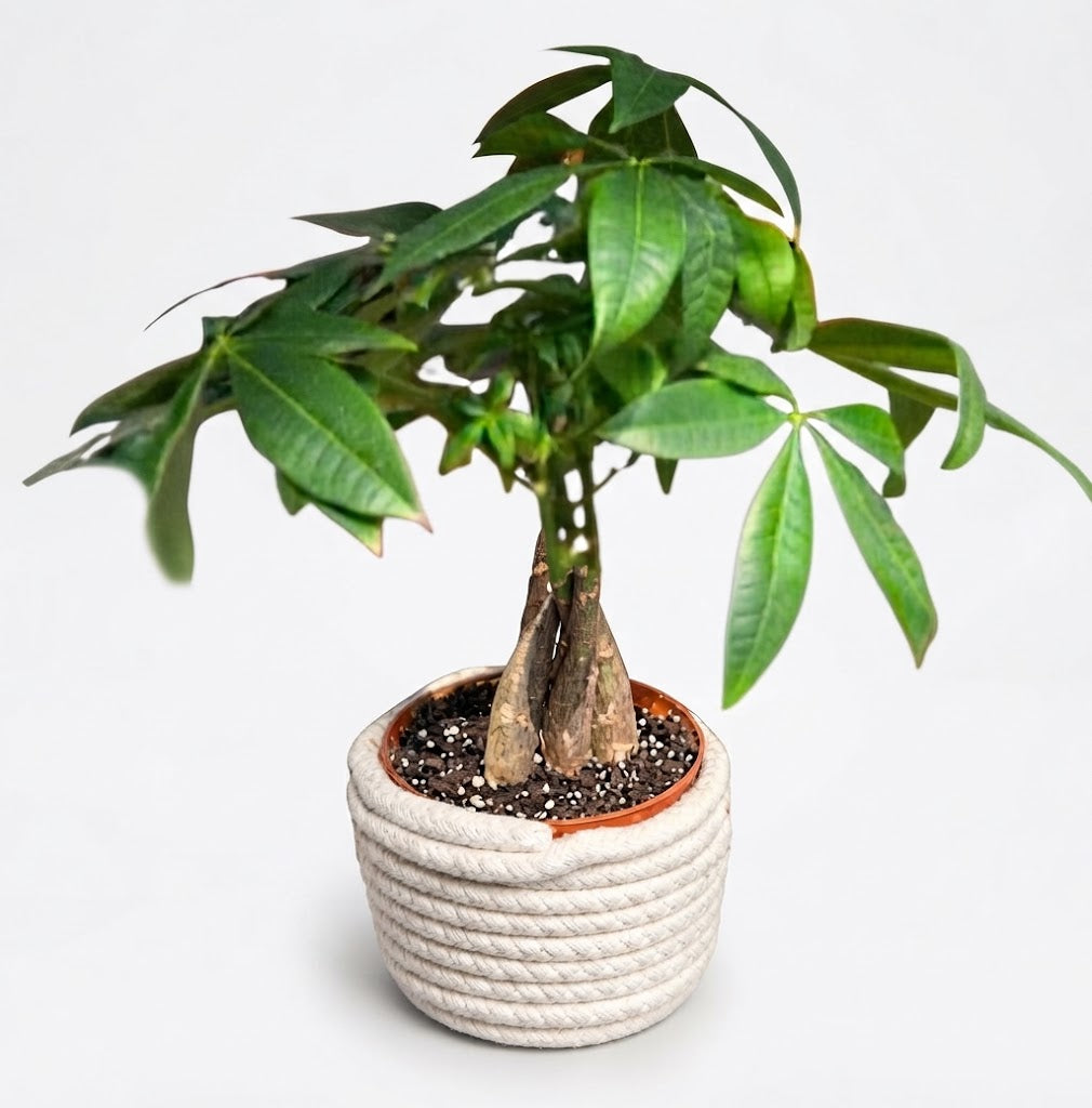Money Tree (Pachira)