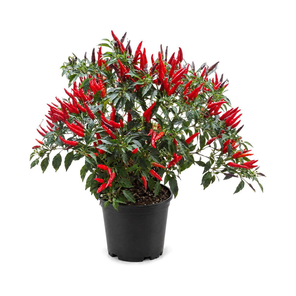 Ornamental pepper plant with colorful peppers in a black grower's pot
