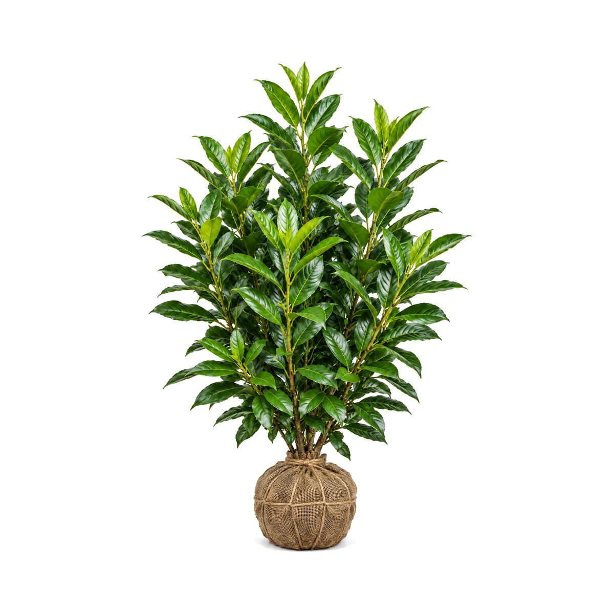 Skip laurel shrub with a burlap-wrapped root ball (B&B)