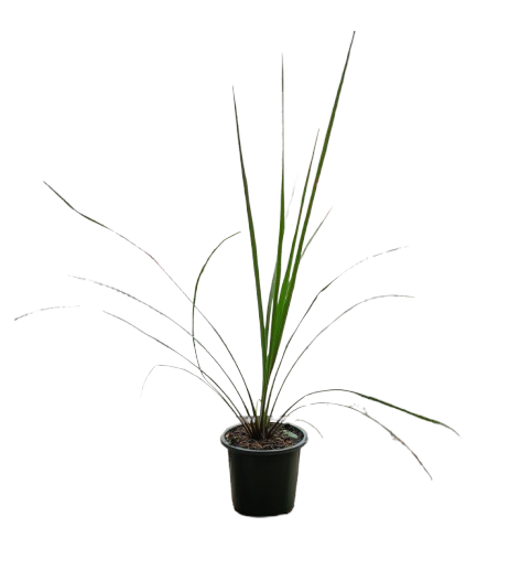 Dracaena Spikes 4.5 in