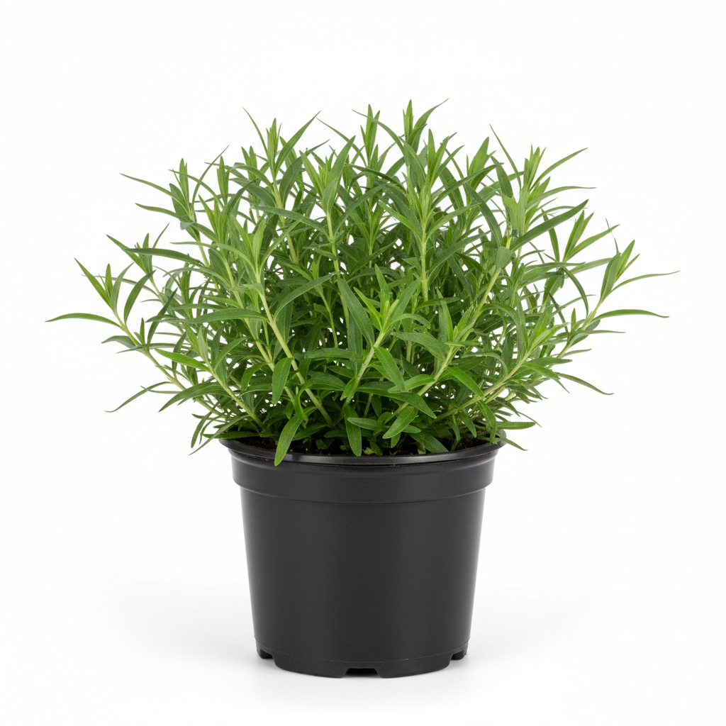 Tarragon French 4in