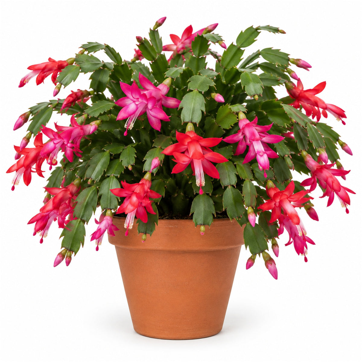 Christmas cactus in a 6 inch terracotta pot