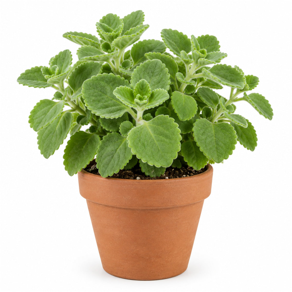 Cuban oregano in a terracotta pot