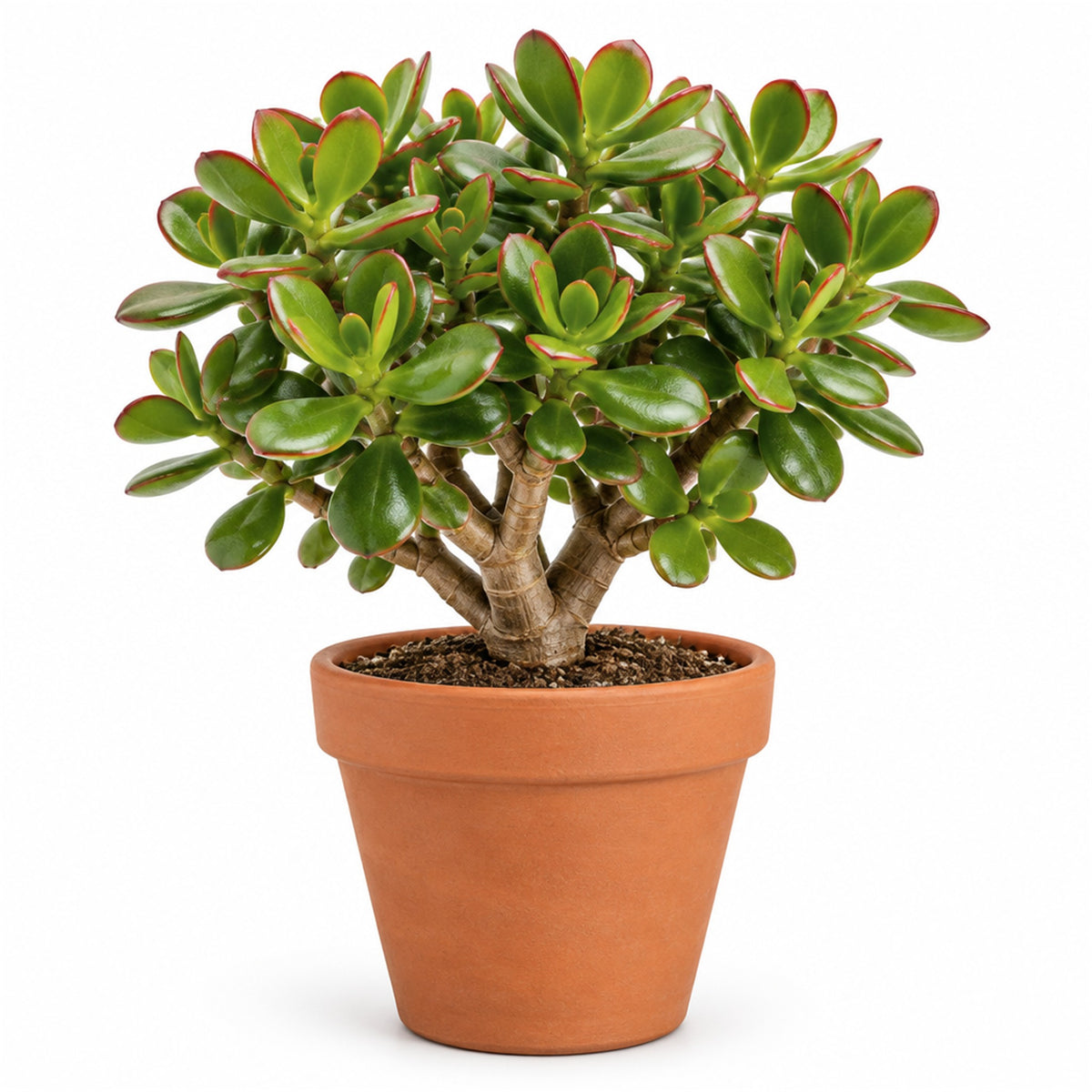 Jade plant in a terracotta pot