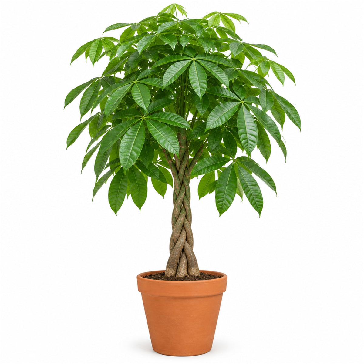 Large braided money tree in a 14 inch terracotta pot