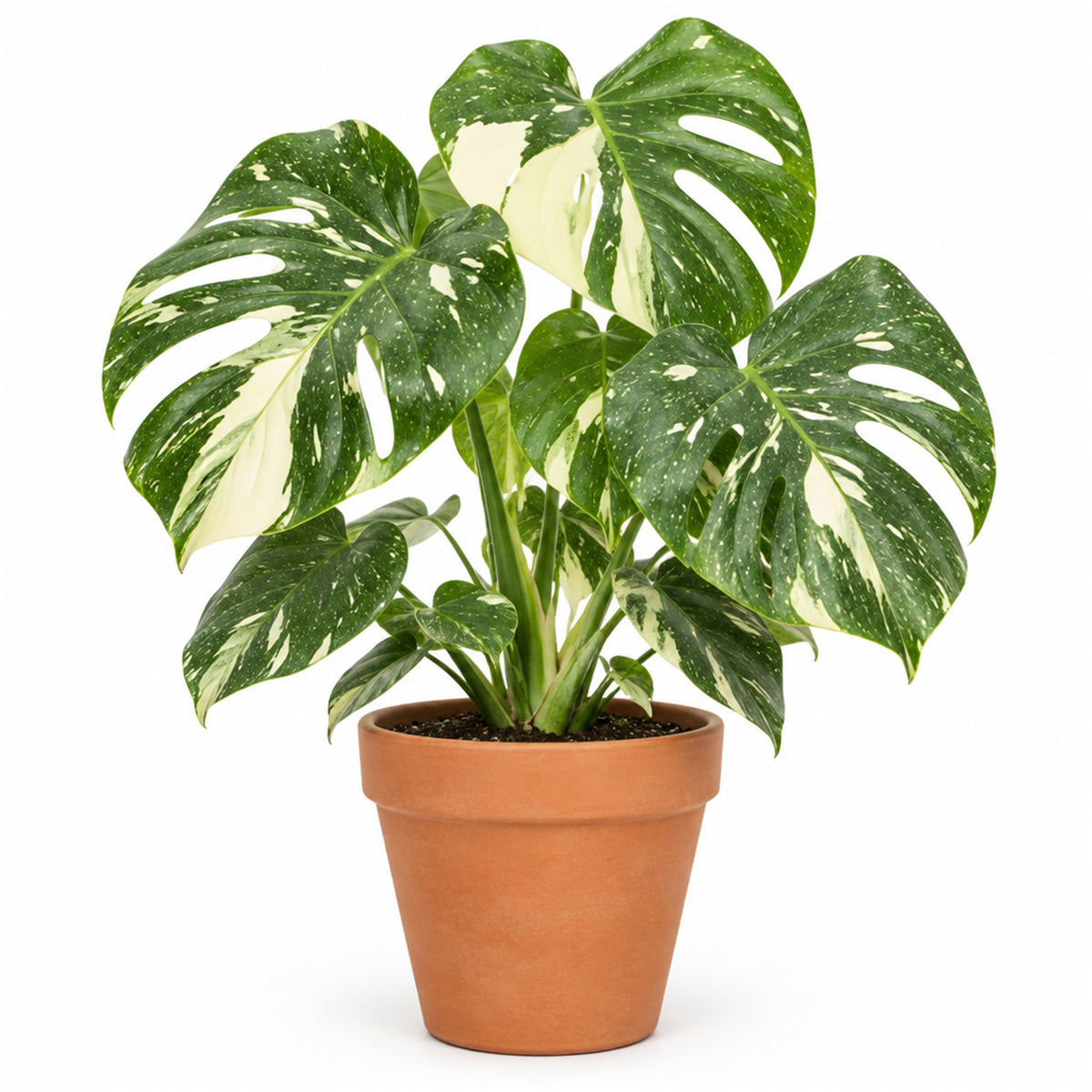 Thai Constellation monstera in a terracotta pot