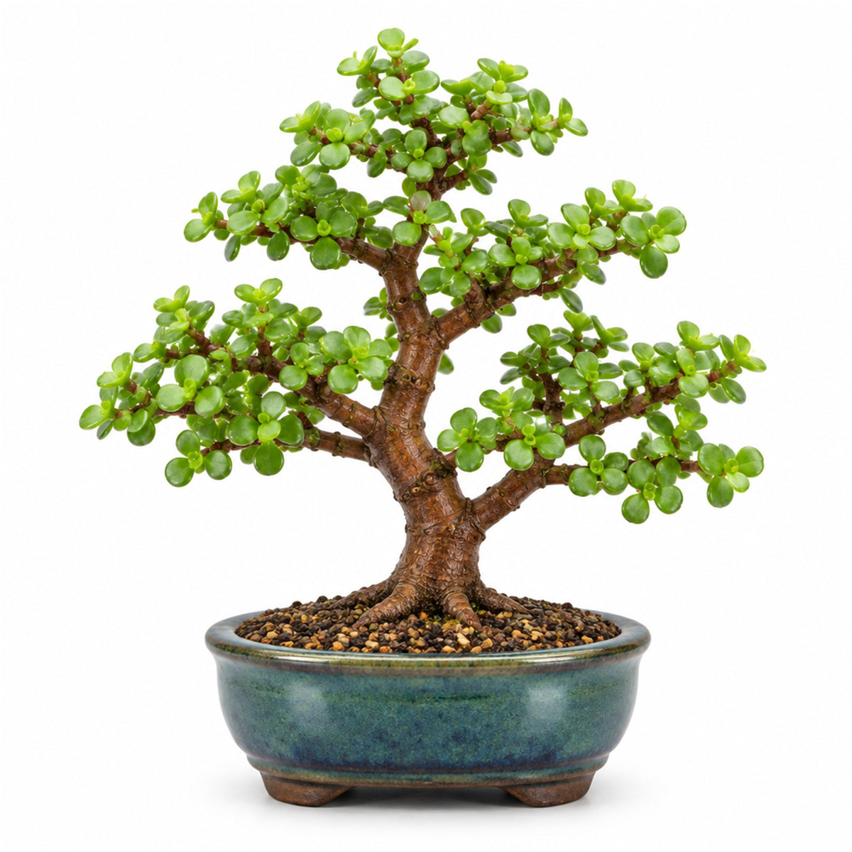 Portulacaria mini jade bonsai in a ceramic bonsai pot