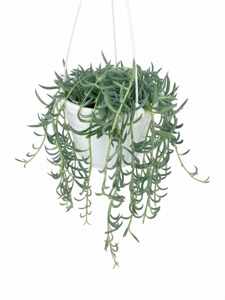 String of Hooks 6in Hanging Basket