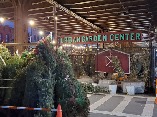 Netted Christmas trees at the Urban Garden Center lot under the Park Avenue Viaduct in East Harlem
