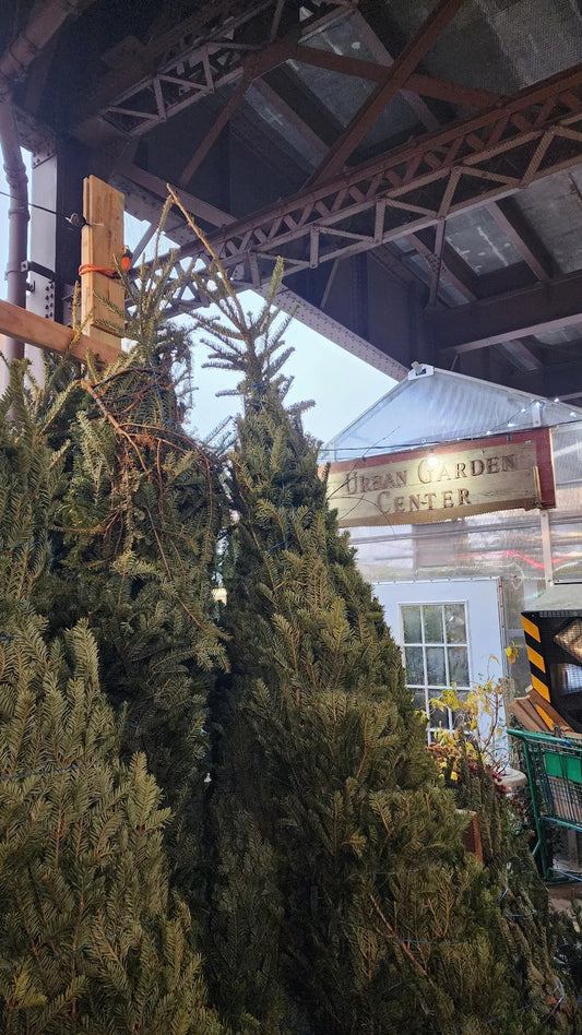 Fresh-cut Christmas trees under the Park Avenue Viaduct with the Urban Garden Center sign