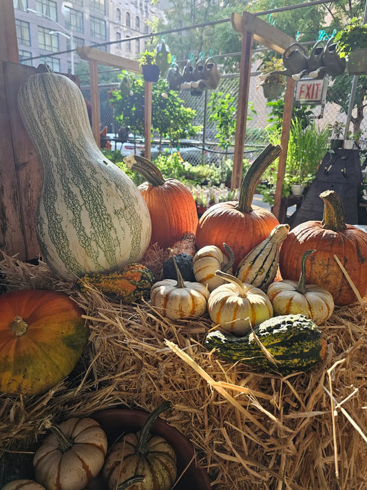 Assorted pumpkins and gourds arranged on straw at Urban Garden Center in East Harlem.