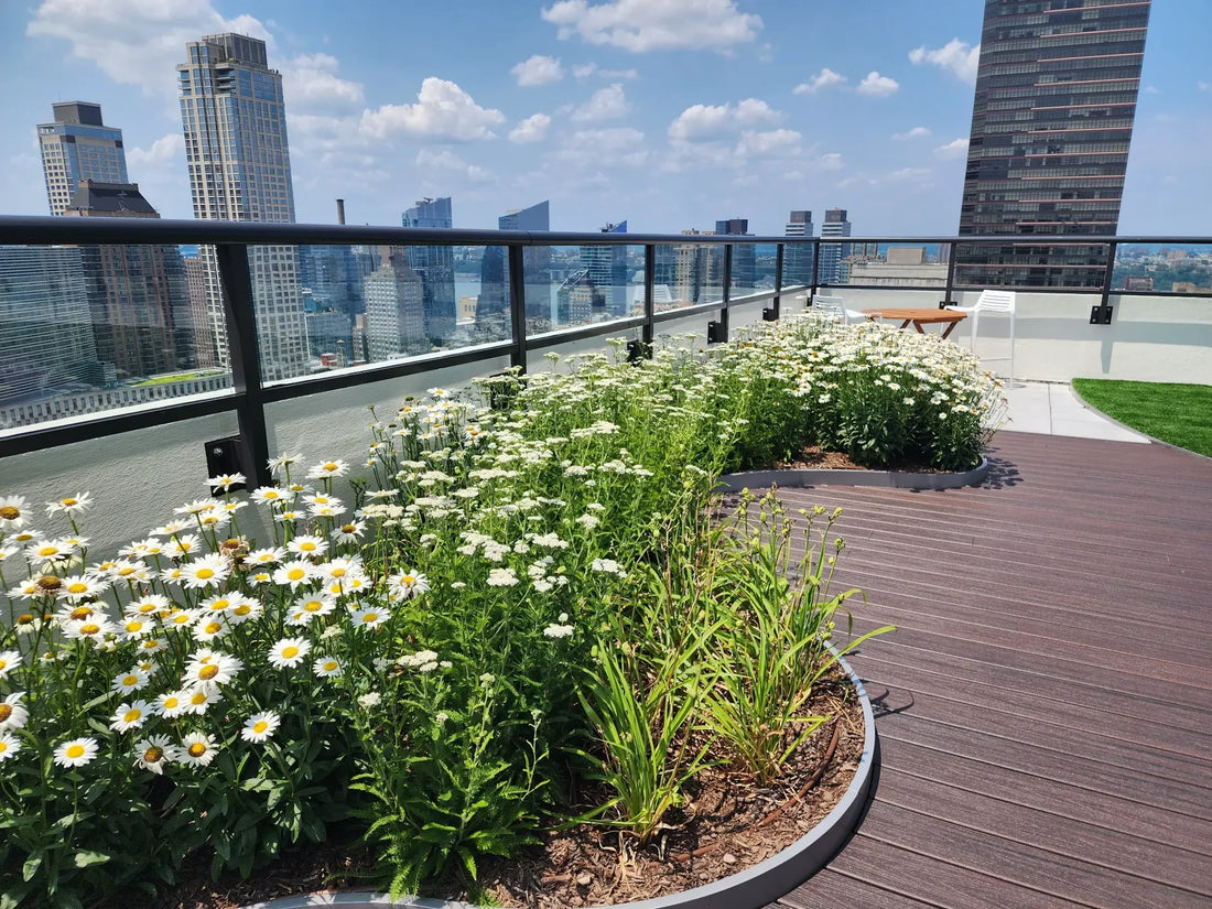 Rooftop planting with flowering perennials and an urban skyline.