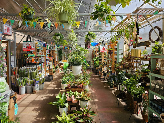 Indoor view at Urban Garden Center with hanging plants, planters and garden supplies.