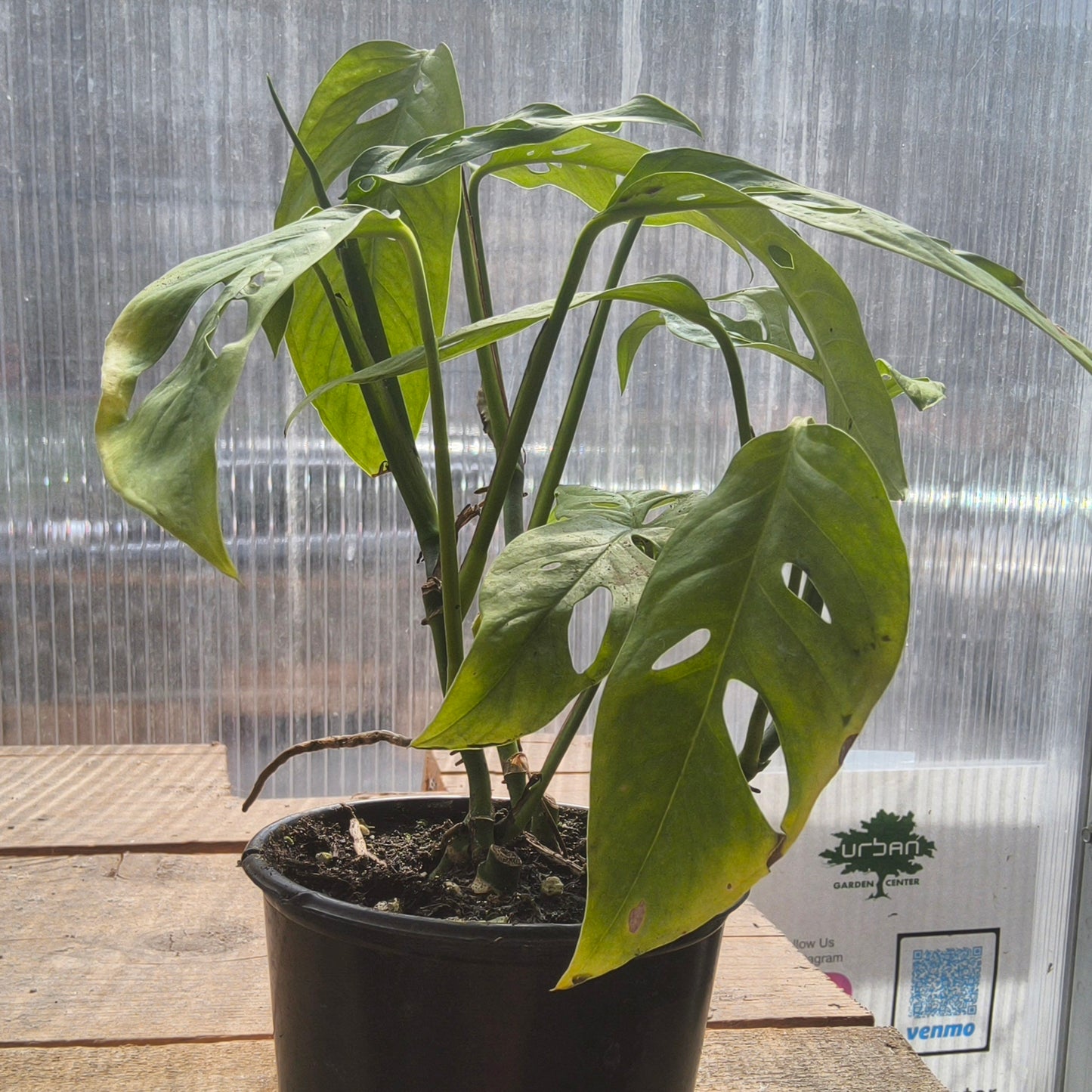 Monstera Adansonii Swiss Cheese