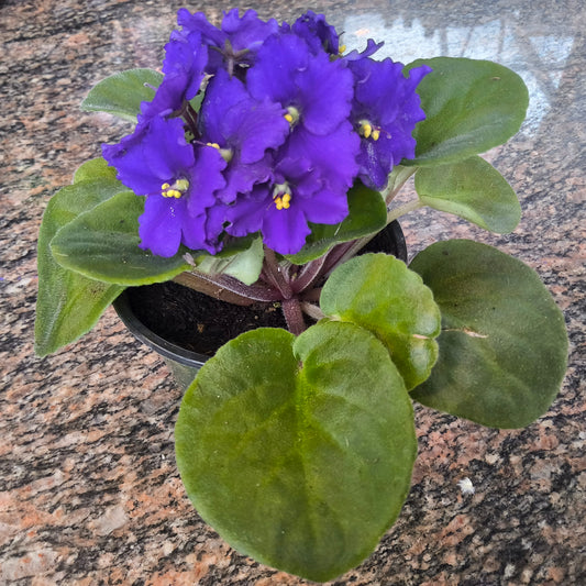 African Violet