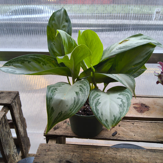 Aglaonema Assorted
