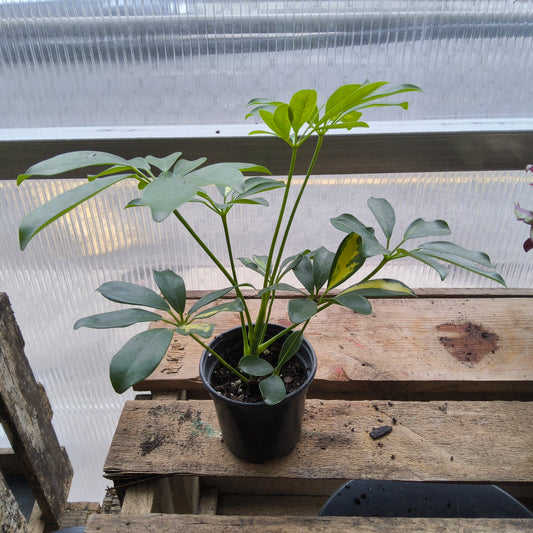 Arboricola