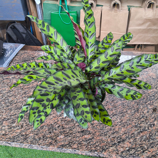 Calathea Rattlesnake