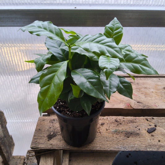 Coffee Plant