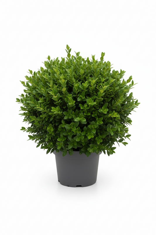 Boxwood Sempervirens