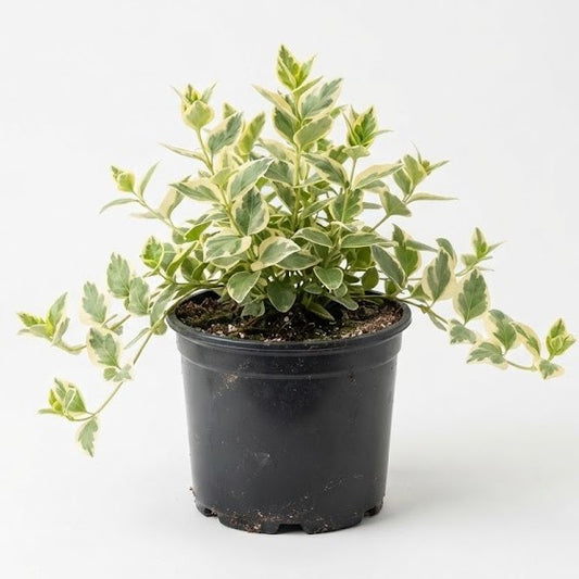 Vinca Vine 4.5 in