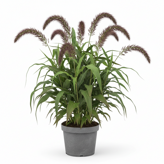 Millet Ornamental