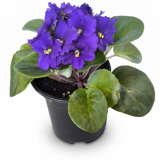 African Violet