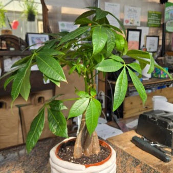 Pachira Money Tree 6 in