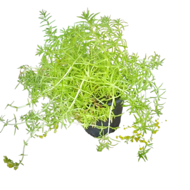 Sedum - Yellow Bouquet 4"