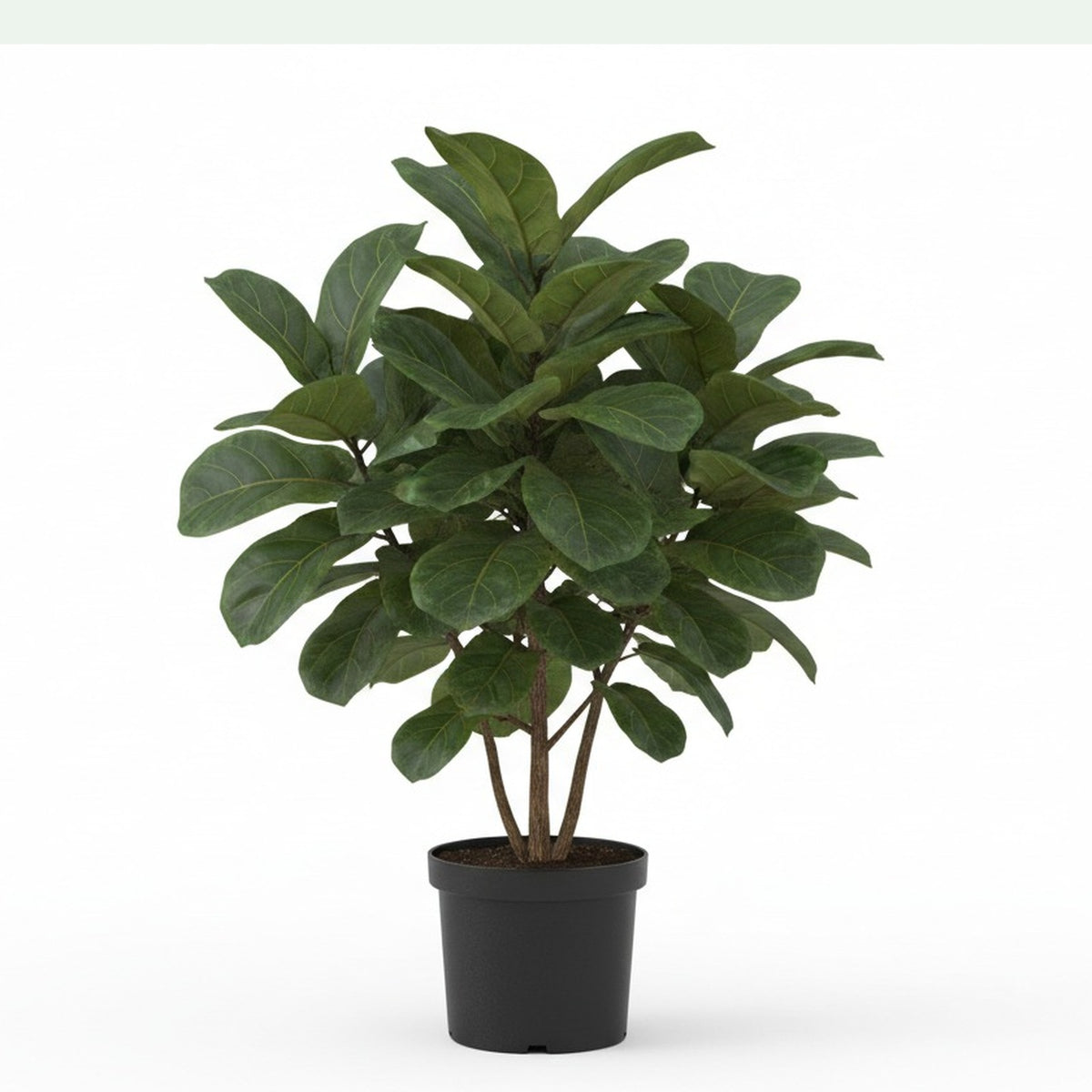 Fiddle leaf fig in a grower pot.