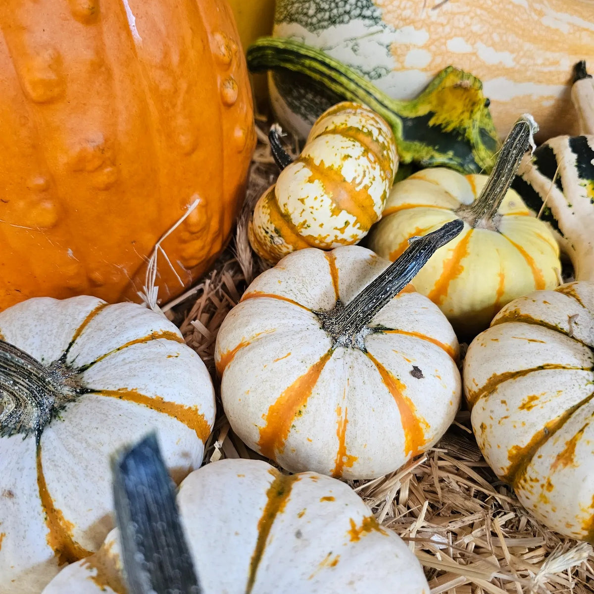 Close-up of seasonal pumpkins and gourds at Urban Garden Center.