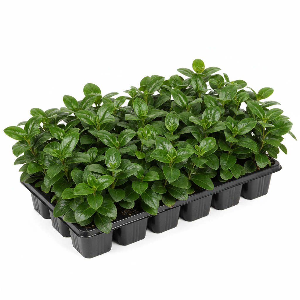 flat of pachysandra