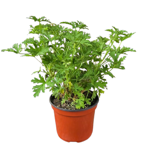 Scented geranium citronella