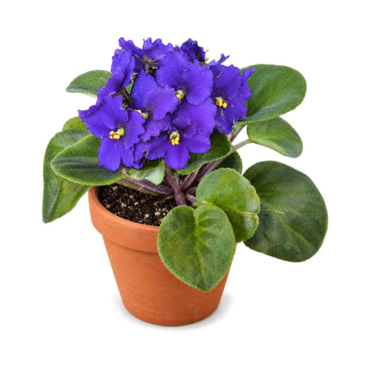 African violet in bloom in a terracotta pot
