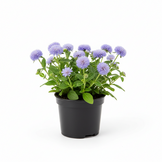 Ageratum