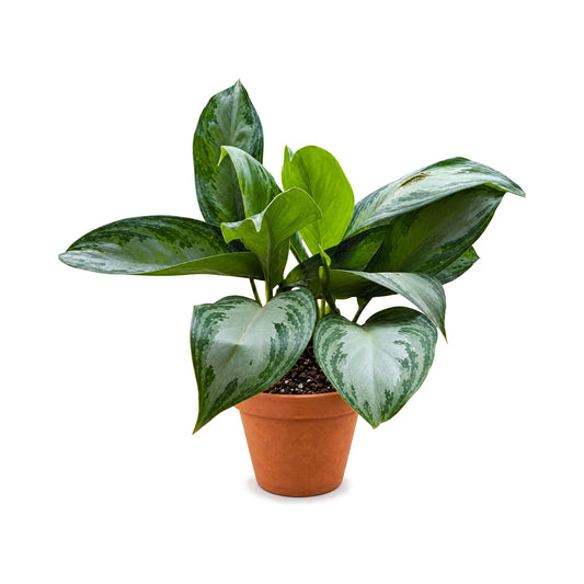 Assorted Aglaonema plants in a terracotta pot