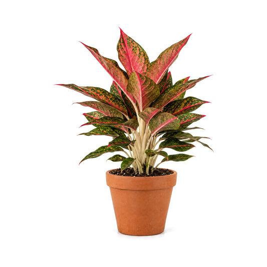 Aglaonema Red houseplant in a terracotta pot