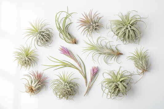 Air Plants